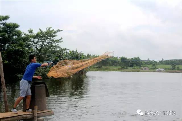 低成本养殖罗非,罗非养殖放养密度