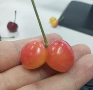 捕获迷之小屁屁一对，尝尝味道还不错