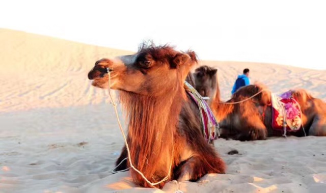 奈曼旗宝古图沙漠,奈曼旗宝古图沙漠游玩攻略