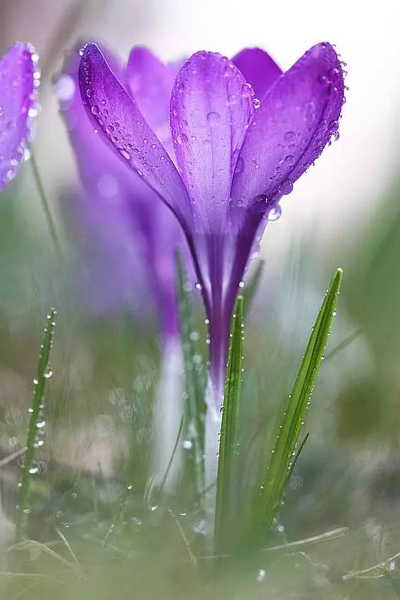 罕见的花红色,正宗藏红花西藏的藏红花