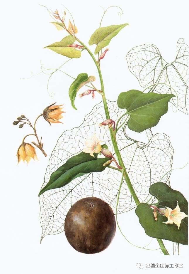 亮剑“疱疹性咽峡炎”,中医中药显良效！