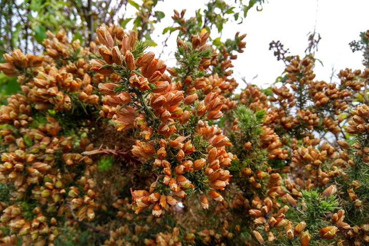 价格亲民高颜值，小米国民手机系列——红米note4X评测