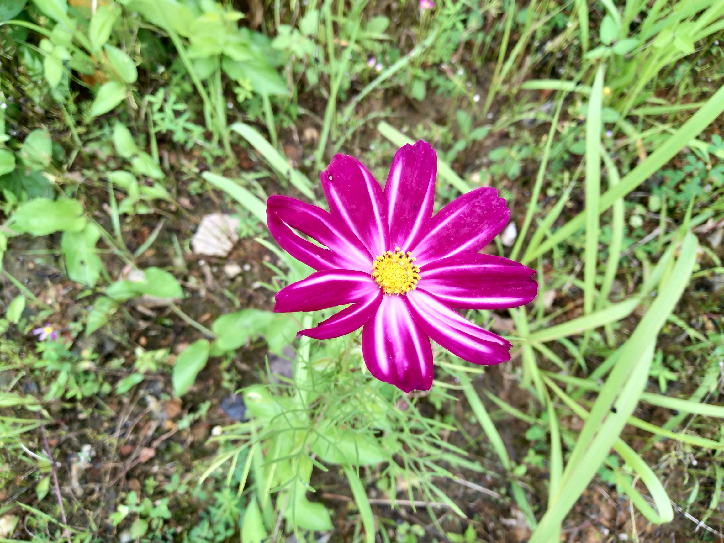 vivox9手机拍照效果图,拍照最好的手机vivox90系列