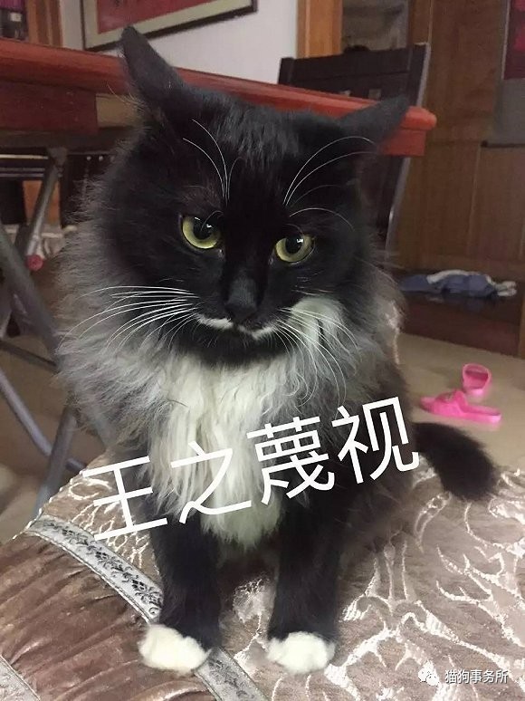 为什么猫可以让一个人的心情变好,猫能使人成熟的从来不是岁月