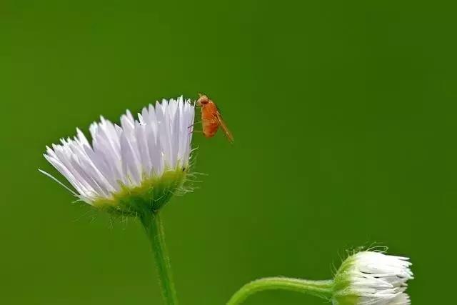 灭蚊药可以喷花卉么,灭蚊剂可以给花卉杀虫吗