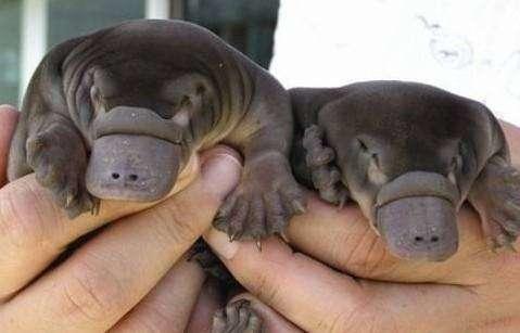 哪几种动物被误解,世界上没见过的动物真实存在