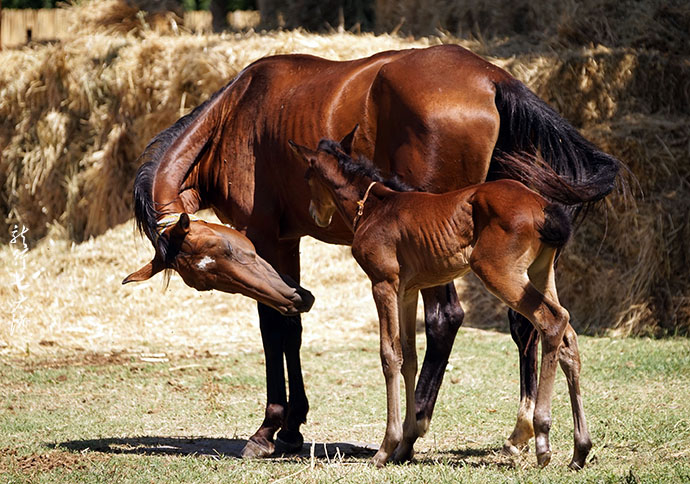 土库曼斯坦血统最纯的汗血宝马,土库曼斯坦最顶级汗血宝马