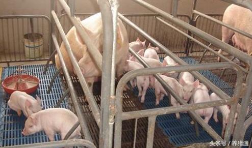 猪场漏粪用什么地板,猪舍漏粪地板