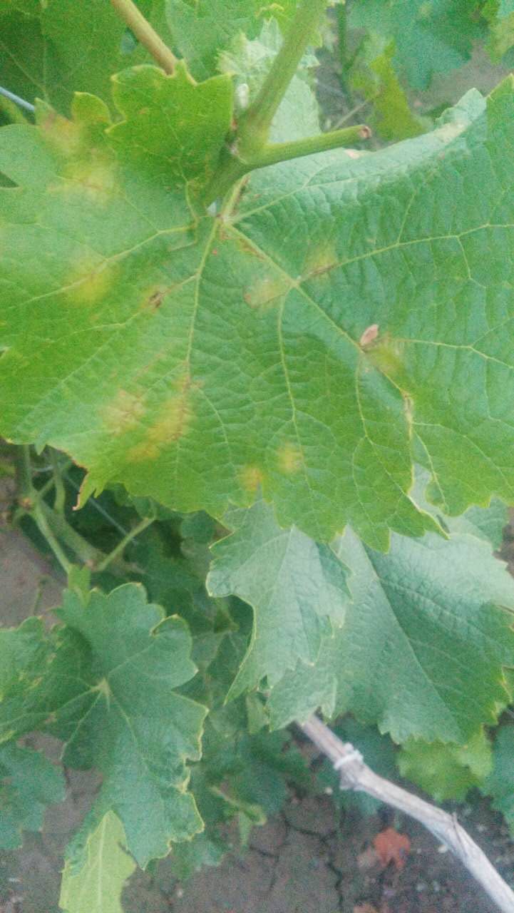 葡萄霜霉病的发生和防治,葡萄霜霉病严重发生怎么治疗