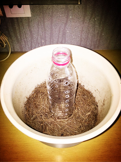 塑料瓶水培绿萝的正确方法,塑料瓶手工制作花瓶养绿萝