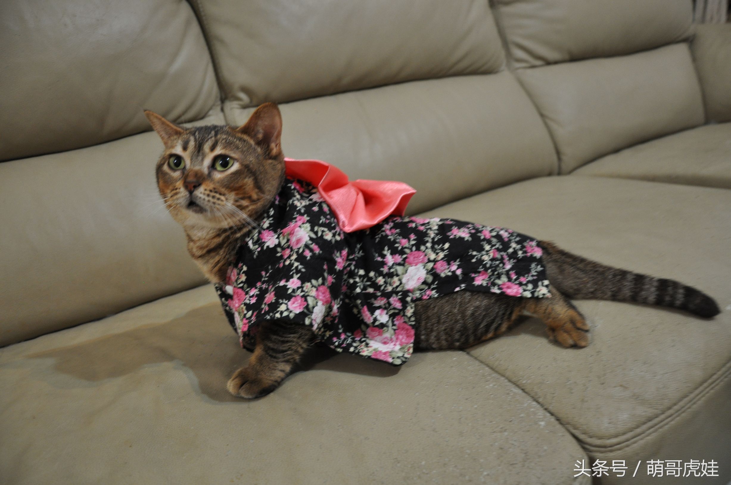 胖乎乎的喵星人妹子，穿上小衣服怎么拍都美美哒，铲屎的边拍照边被萌得满脸血啊