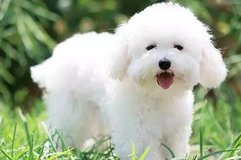 为何它眼旁常有泪痕,不要以为它是爱你爱得深沉!