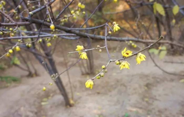 在天愿作比翼鸟是白居易的什么诗,在天愿作比翼鸟白居易感情