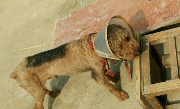 网友家的泰迪,泰迪皮肤病抹什么