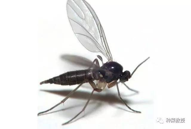 养花的小黑飞怎样彻底消灭,室内小黑飞怎么消灭最彻底