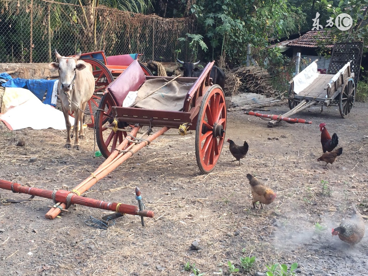 鸡肥了有蛋下不出怎么办,鸡太肥不下蛋怎么处理