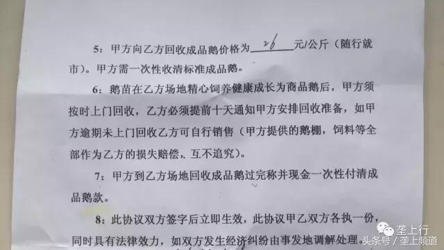 愤怒！网购鹅苗一天死一箩筐！