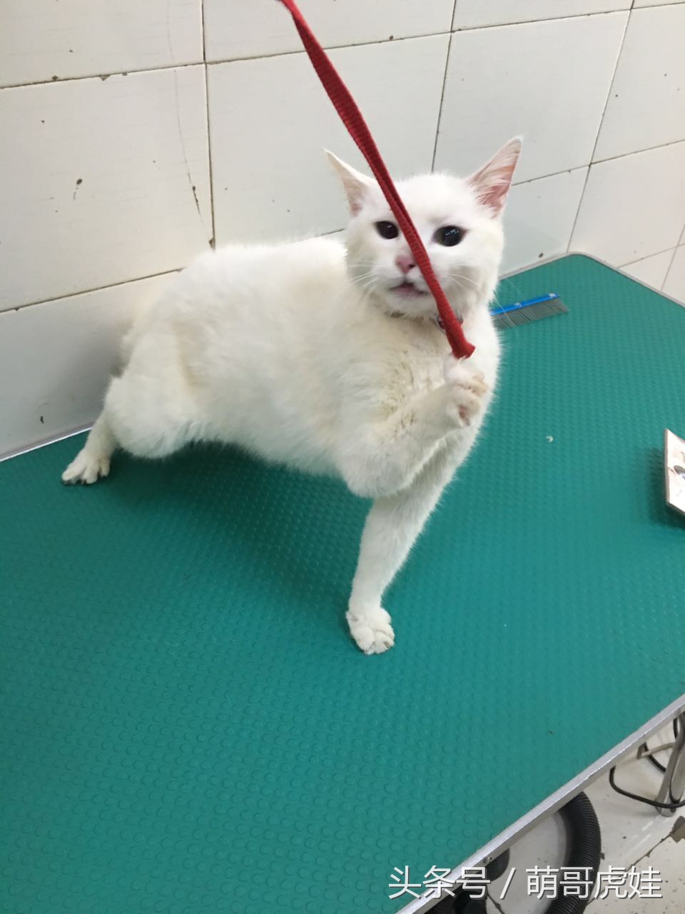 猫咪被剃毛的搞笑样子,被剃毛后的猫咪有多搞笑