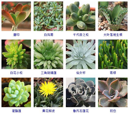 适合阳台养的多肉植物有哪些,100种常用多肉植物