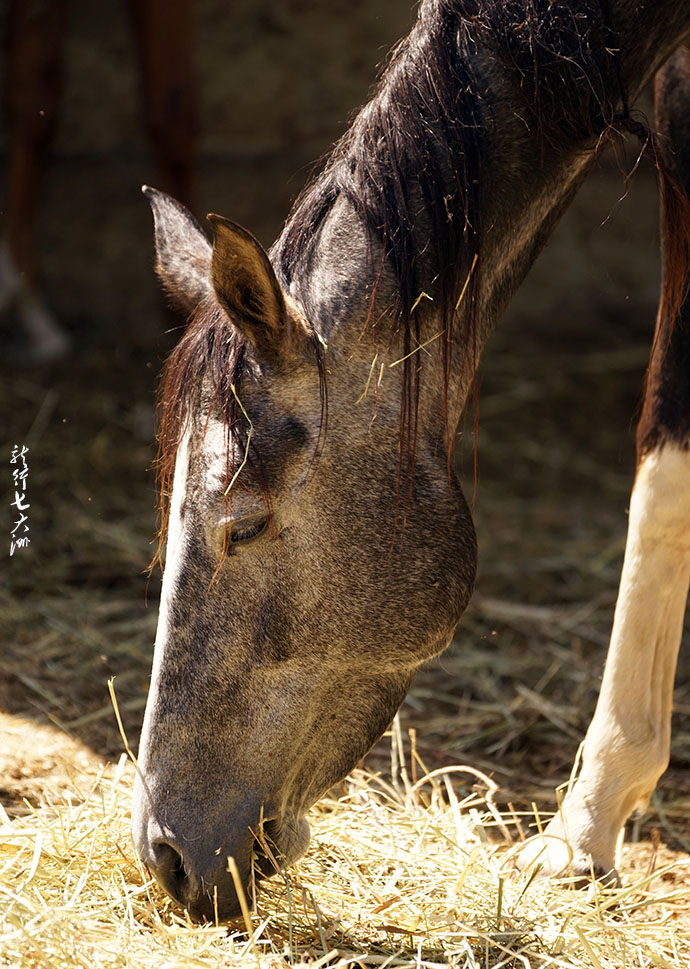 土库曼斯坦血统最纯的汗血宝马,土库曼斯坦最顶级汗血宝马