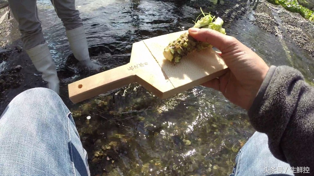 刺身中山葵酱好还是芥末好,山葵酱和芥末的区别是什么