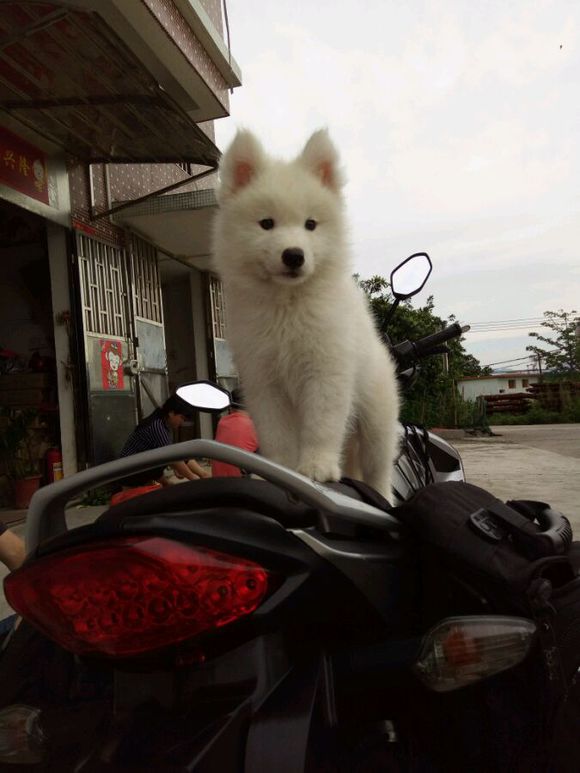 刚到家的萨摩耶活泼正常嘛,萨摩耶无精打采拉稀还不吃东西