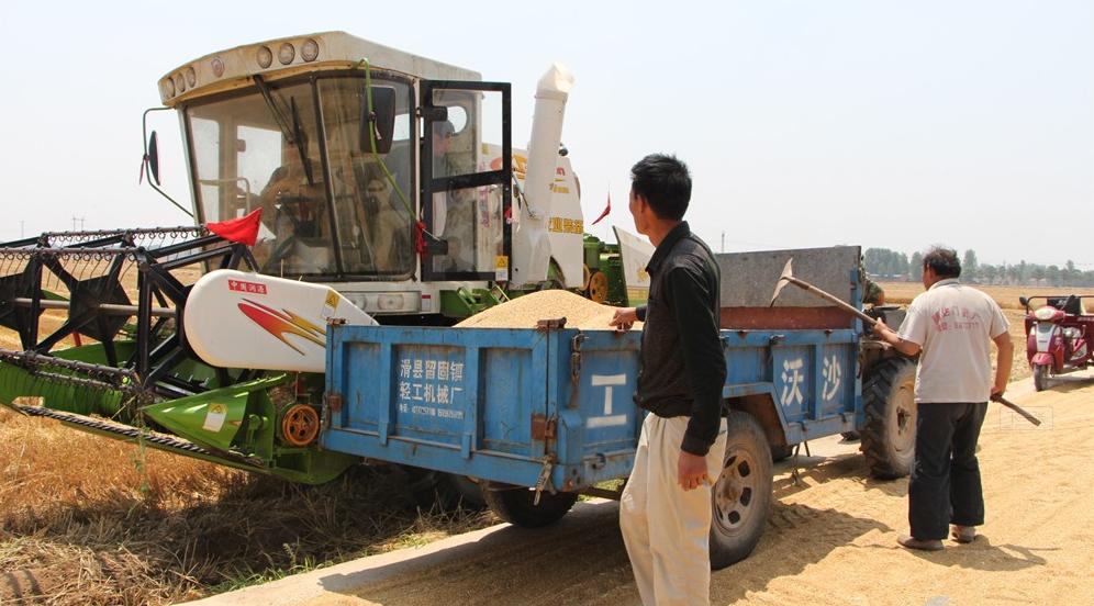 纵横田间，麦收不将就，这款山东“壮汉”收割机就是猛