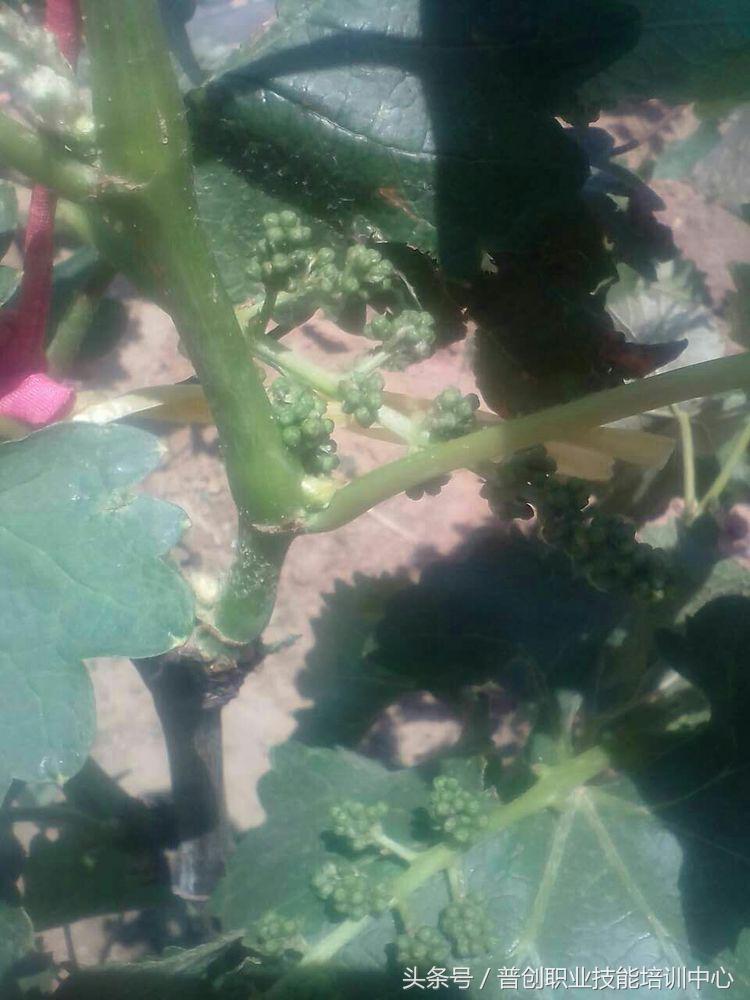 葡萄种植管理技术唐老师,如何管理葡萄才能高产的技术