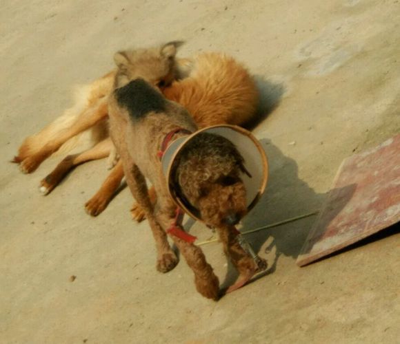 网友家的泰迪,泰迪皮肤病抹什么