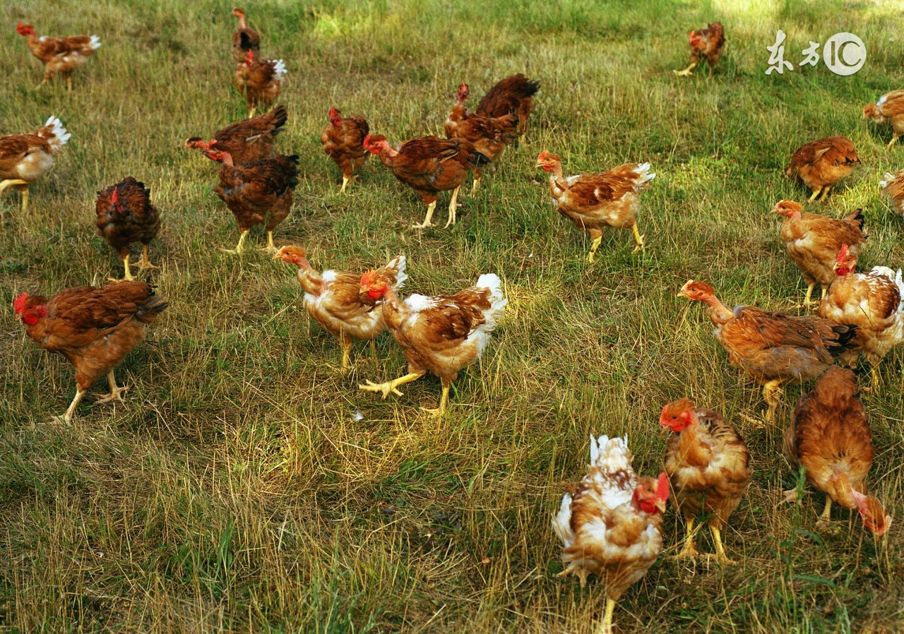 母鸡太肥不下蛋的治疗,为什么母鸡不怎么下蛋