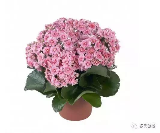 6种名字充满趣味性的多肉,推荐八种高颜值多肉好看又好养