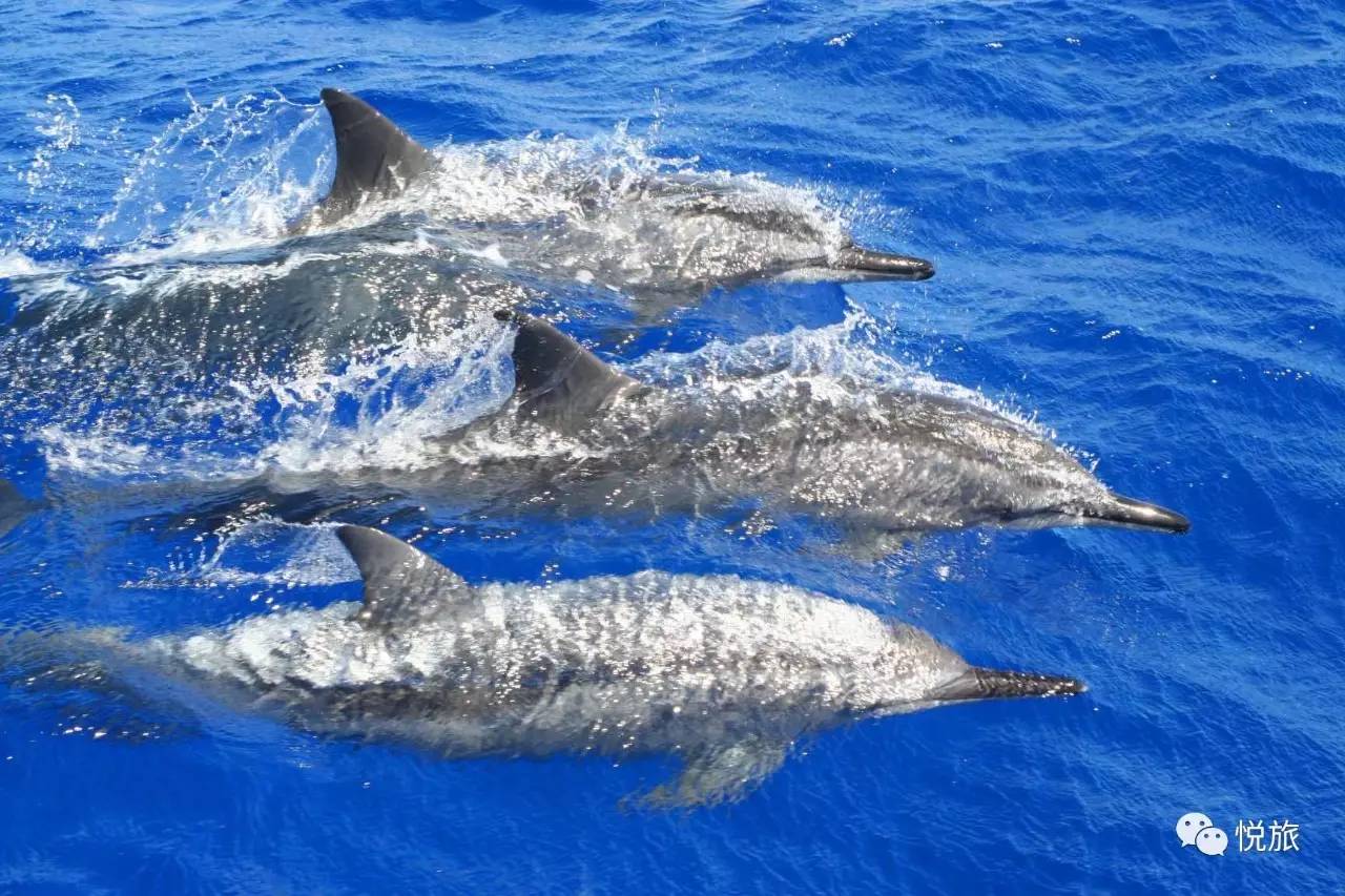 毛里求斯出境旅游攻略,刚去毛里求斯的人可以免签30天吗