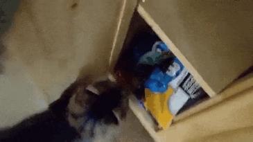 当猫碰到猫薄荷搞笑视频,猫咪遇到猫薄荷