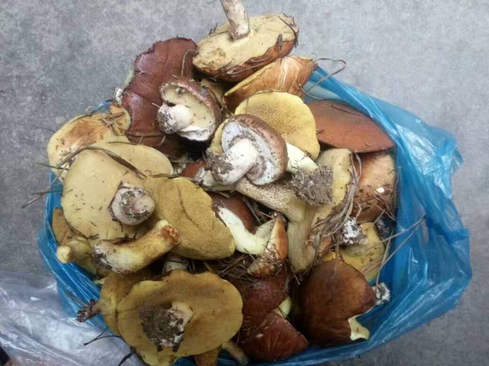 农村山里有什么特产,不起眼的农村土特产是什么