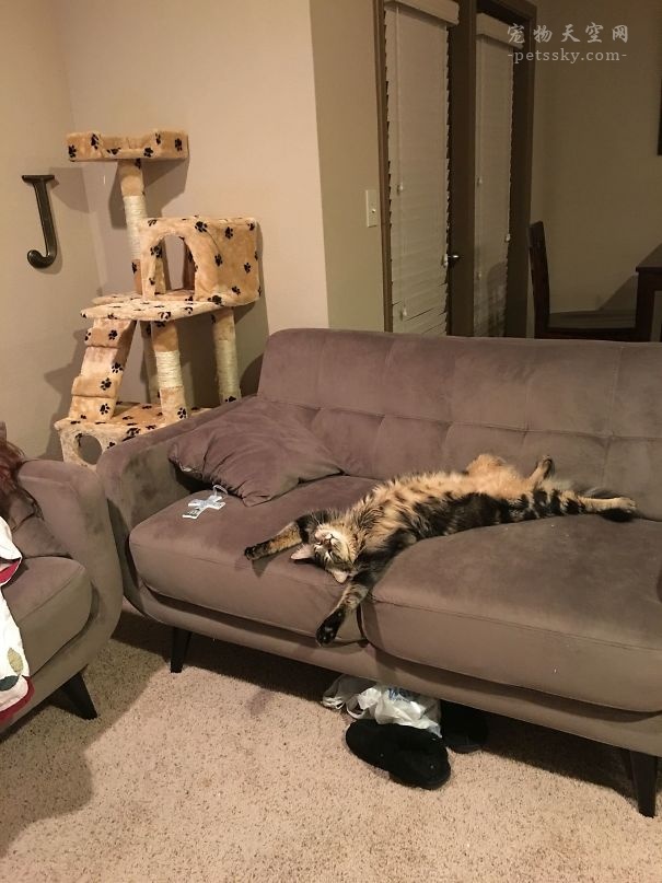 当猫碰到猫薄荷搞笑视频,猫咪遇到猫薄荷