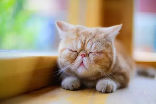 程两两｜扁脸超厉害的！