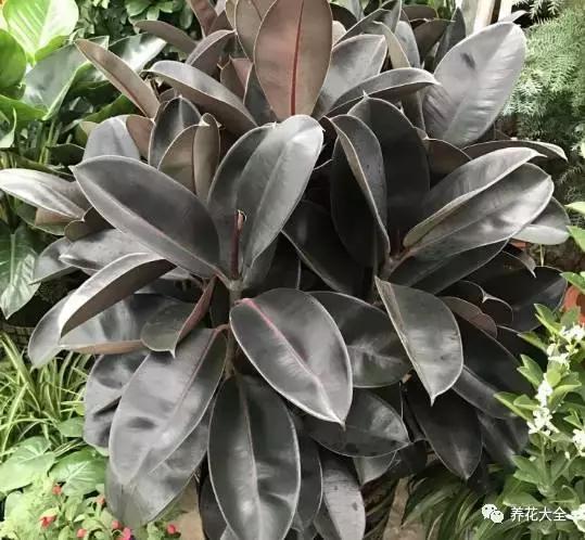 什么花驱虫又香,什么花驱虫又不伤人