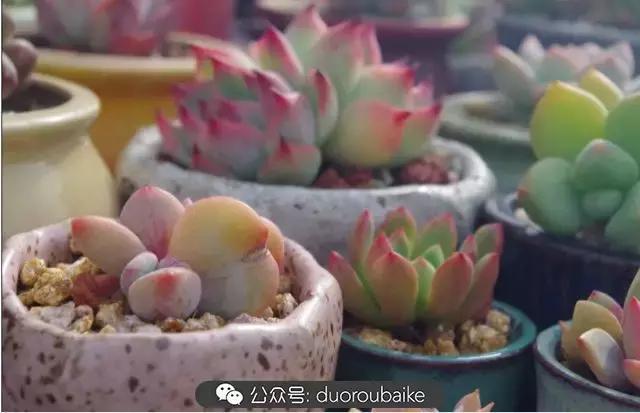 大浙江的多肉也来拉仇恨咯！即使淋雨也不褪色！我有妙招！