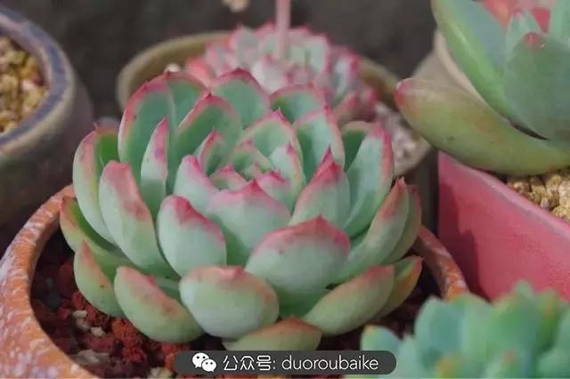 大浙江的多肉也来拉仇恨咯！即使淋雨也不褪色！我有妙招！