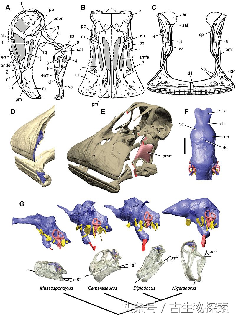 尼日尔龙:恐龙中的吸尘器
