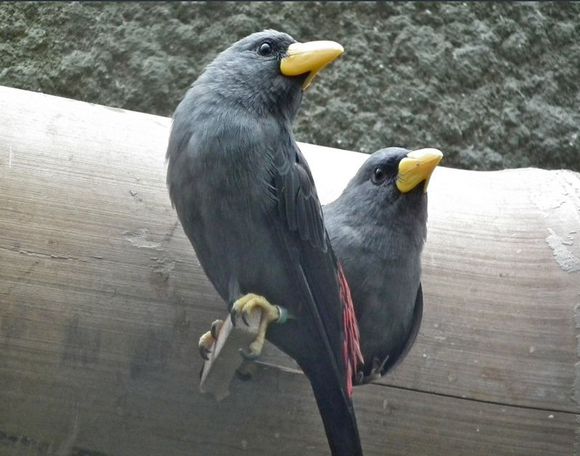 八哥鸟怎么养才能亲近人,养了一年的八哥鸟会怎样