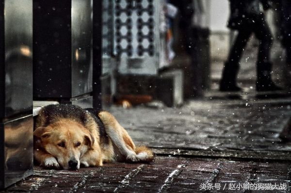 如果你心爱的狗狗丢了怎么办,最爱的狗狗丢了怎么放下