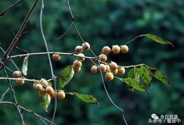 两棵枣树的小说,两颗枣树鲁迅朗读