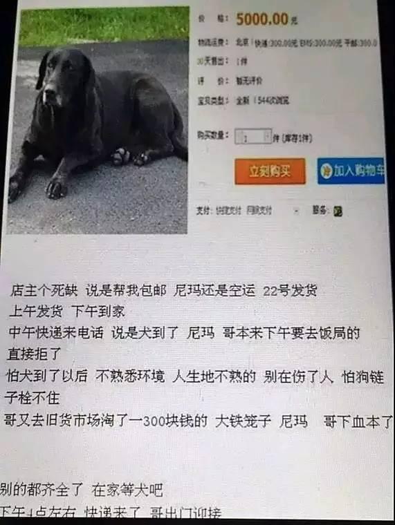 千万不要买市场上的狗,网上买狗买家秀