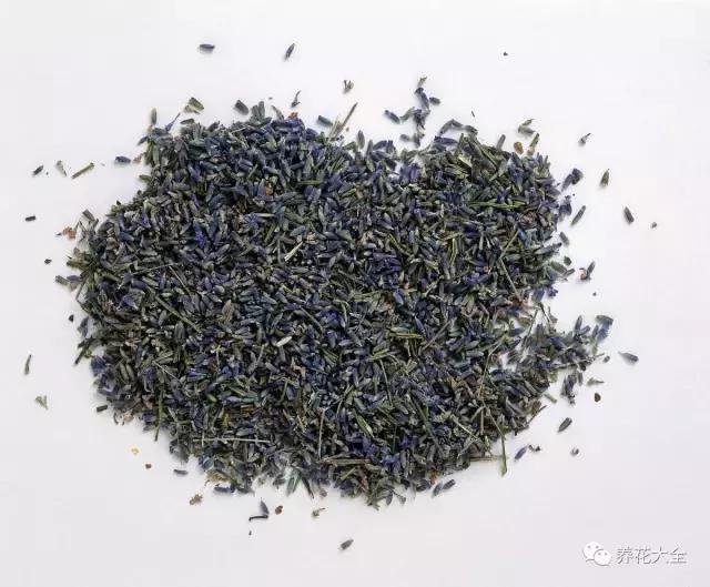 能驱虫的花,什么花养在家里可以净化空气