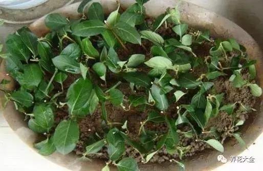 什么花驱虫又香,什么花驱虫又不伤人