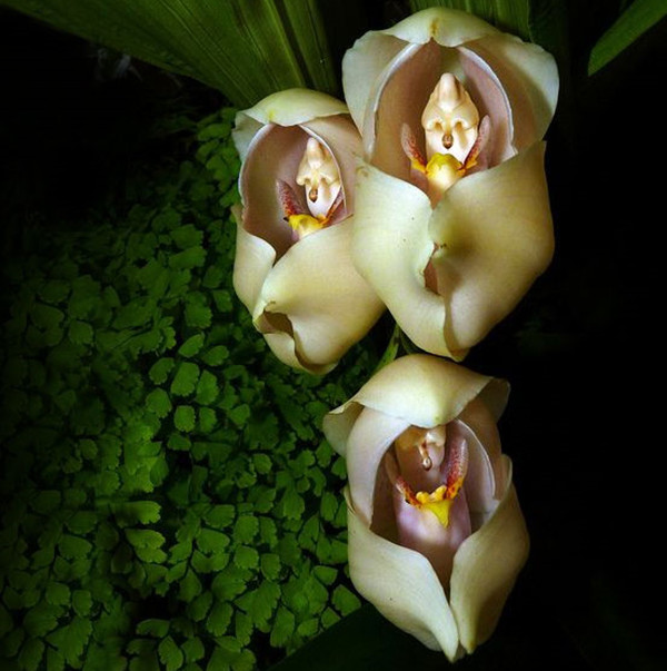 罕见又难养的兰花,最适合养的奇花兰花