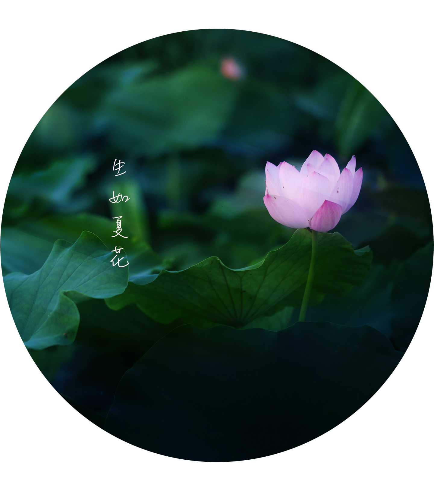 歌曲生如夏花原唱,生如夏花唯美人像摄影教程