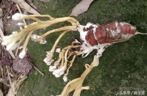 农村土长的冬虫夏草,野菜冬虫夏草有用吗