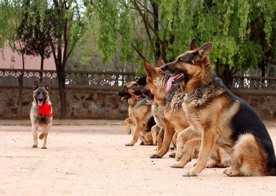 道格队长养宠物,道格宠物训练